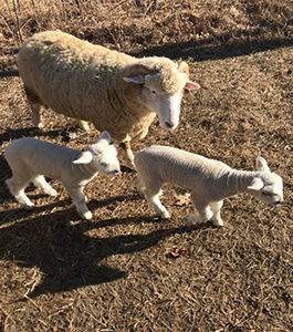 Lamb and babies